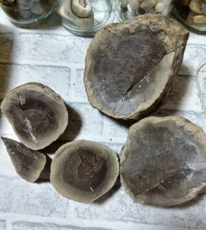 化石ガチャ ノジュール